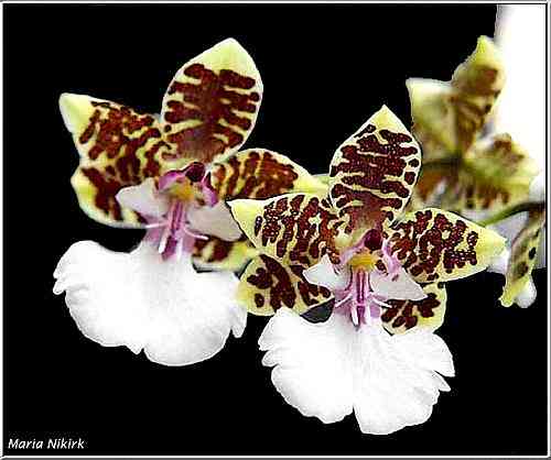 Oncidium leucochilum